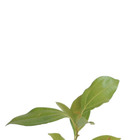 Canela Cinnamomum Verum Planta Natural