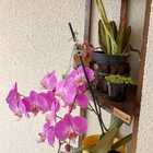 Cantoneira, Prateleira P22