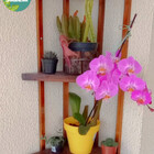 Cantoneira, Prateleira P22