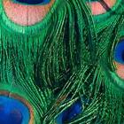 Capa De Almofada Pavão Peacock Tail Verde 45x45cm Urban