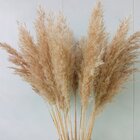 Capim Dos Pampas Decor Moderno Natural - Pinterest 5 Hastes