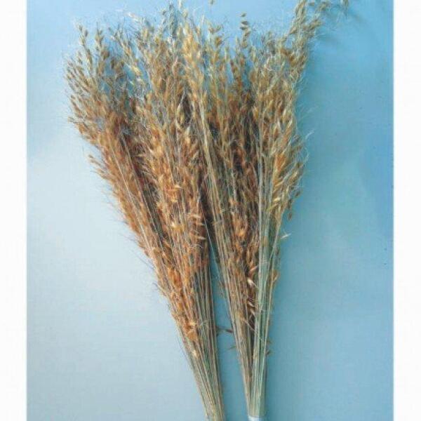 Capim Dourado Para Decoração Desidratado Flores Secas