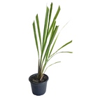 Capim Santo PT14 Afonso