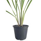 Capim Santo PT14 Afonso