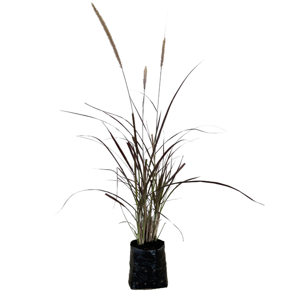 Capim Texas Rubro Pennisetum Setaceum Médio Planta Natural