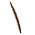 Capim Texas Rubro Pennisetum Setaceum Médio Planta Natural