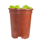 Carnivora Dionaea P09