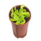 Carnivora Dionaea P09