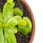 Carnivora Dionaea P09