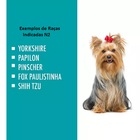 Casa N2 Dog Home Pet Shop Veterinário Acessórios Vermelho