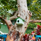 Casa Para Pássaros Livres Casinha Para Passarinho Plástico Re
