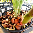 Casca De Macadâmia Substrato P/ Plantas Orquídeas Pacote 3l