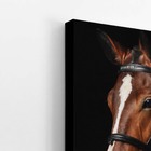 Cavalo Animais Fotografia Fundo Preto Quadro Canvas 120x80cm