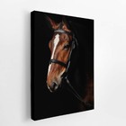 Cavalo Animais Fotografia Fundo Preto Quadro Canvas 60x40cm