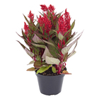 Celósia Intenz Pote 15