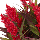 Celósia Intenz Pote 15