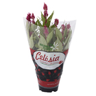 Celósia Intenz Pote 15