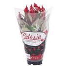 Celósia Intenz Pote 15