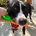 Cenourão Buddy Flex