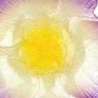 Centro De Mesa Lagune Em Vidro D26xa7cm Cor Lilas E Marrom