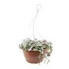 Ceropegia Woodii C13