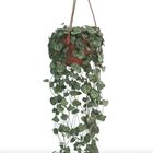 CEROPEGIA WOODII C18