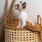 Cesto Em Rattan P Mart