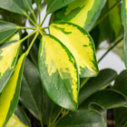 Cheflera Gold Capella Pote 24