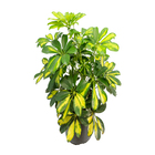 Cheflera Gold Capella Pote 24