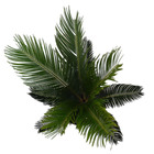 Cica Revoluta Pote 8 Planta Natural