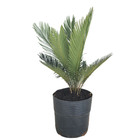 Cica Revoluta Pote 8 Planta Natural