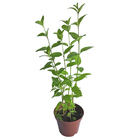 Cidreira PT14 Afonso