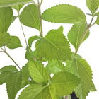 Cidreira PT14 Afonso