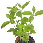 Cidreira PT14 Afonso