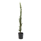 Cipreste Italiano Cupressus sempervirens Pote 5 Planta Natural