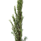 Cipreste Italiano Cupressus sempervirens Pote 5 Planta Natural
