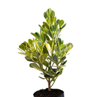 Clúsia Varigata Fluminensis Grande Planta Natural