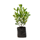 Clúsia Verde fluminensis Grande Planta Natural
