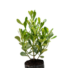 Clúsia Verde fluminensis Grande Planta Natural
