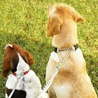 Coleira Corrente Nylon 2.5cm Aço Elo Torcido Enforcador Cacho