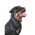 Coleira Guia Ajustavel 2.5cm Guia Elo Torcido Enforcador Corr