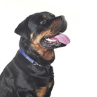 Coleira Guia Ajustavel Elo Torcido Enforcadora Cachorro Caes