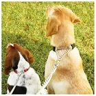 Coleira Guia Corrente Cachorro Cao Dog Semi Enforcadora Kit P