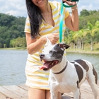 Coleira Modernpet Verde Fecho Nylon Tam. Grande