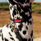 Coleira para Cachorro M Poliéster Cachorreiros