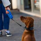 Coleira Retrátil Para Cachorro Azul