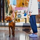 Coleira Retrátil Para Cachorro Azul