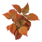 COLEUS P12