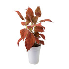 COLEUS P12
