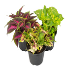 COLEUS P14